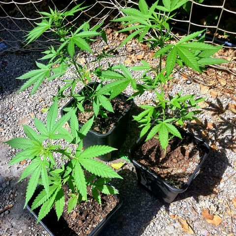 White Widow XXL Autoflowering growlog timeline photo