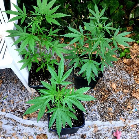 White Widow XXL Autoflowering growlog timeline photo