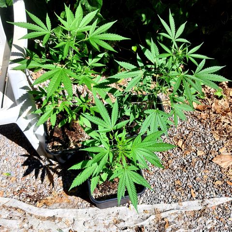 White Widow XXL Autoflowering growlog timeline photo