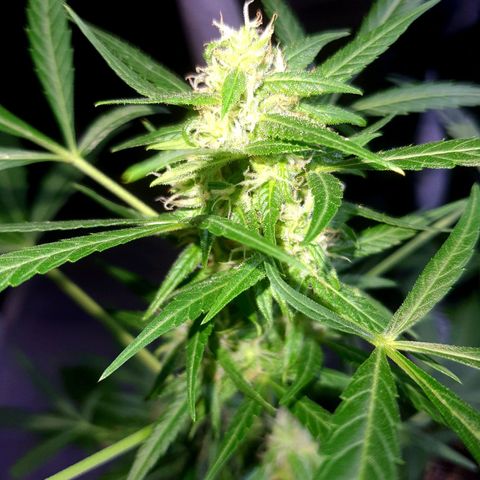 White Widow XXL Autoflowering growlog timeline photo