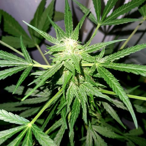 White Widow XXL Autoflowering growlog timeline photo