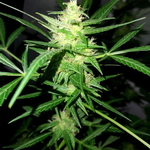 White Widow XXL Autoflowering growlog timeline photo
