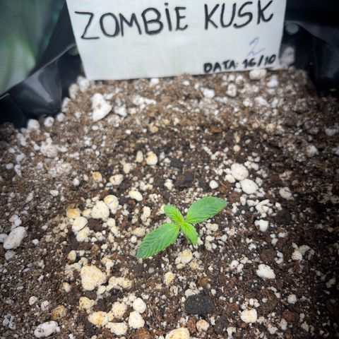 Zombie Kush growlog timeline photo