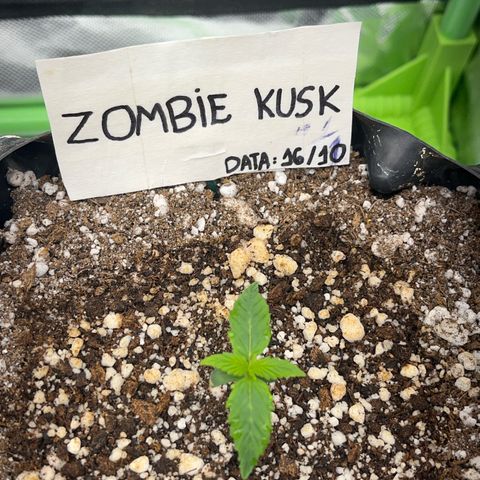 Zombie Kush growlog timeline photo