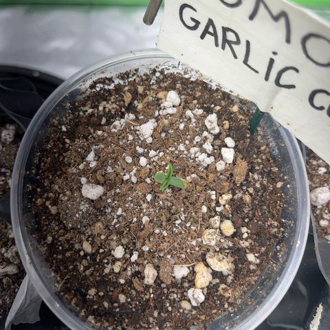 GMO growlog timeline photo