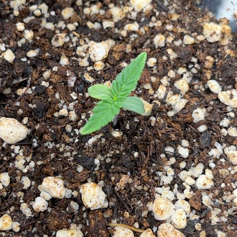 GMO growlog timeline photo