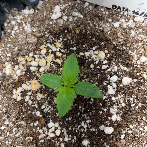 Zombie Kush growlog timeline photo