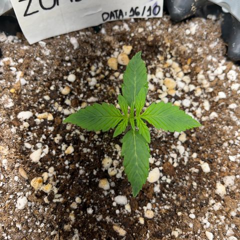 Zombie Kush growlog timeline photo
