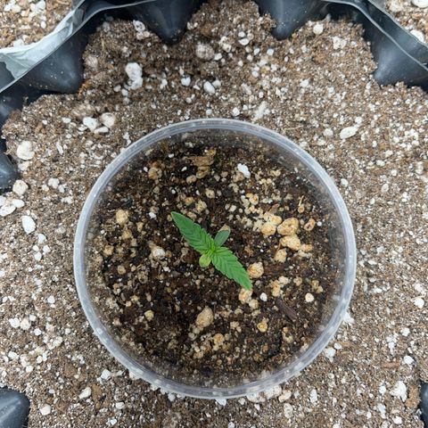 GMO growlog timeline photo
