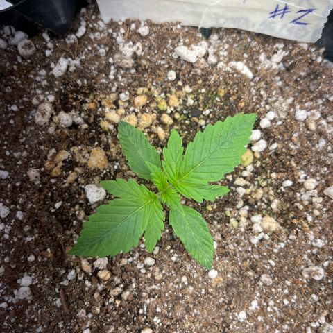 Zombie Kush growlog timeline photo