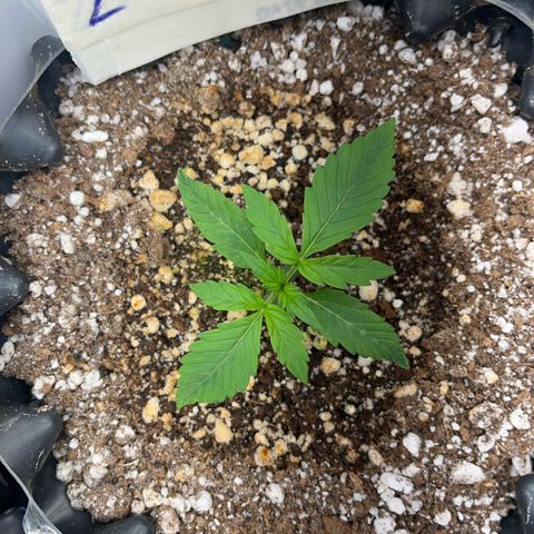 Zombie Kush growlog timeline photo
