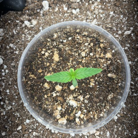 GMO growlog timeline photo