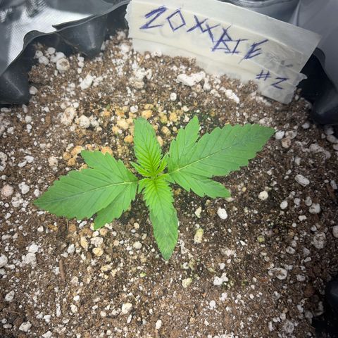 Zombie Kush growlog timeline photo