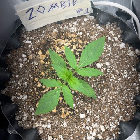 Zombie Kush growlog timeline photo