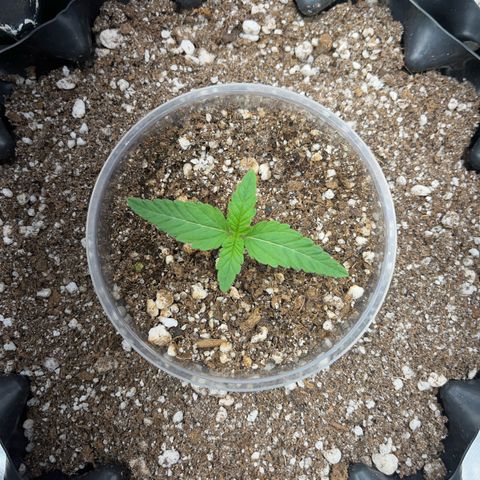 GMO growlog timeline photo