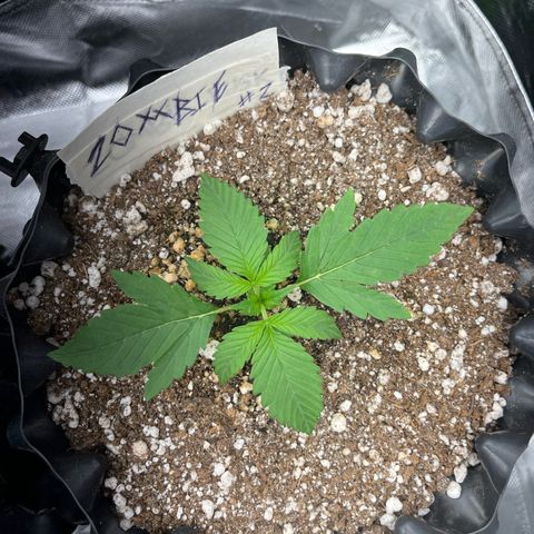 Zombie Kush growlog timeline photo