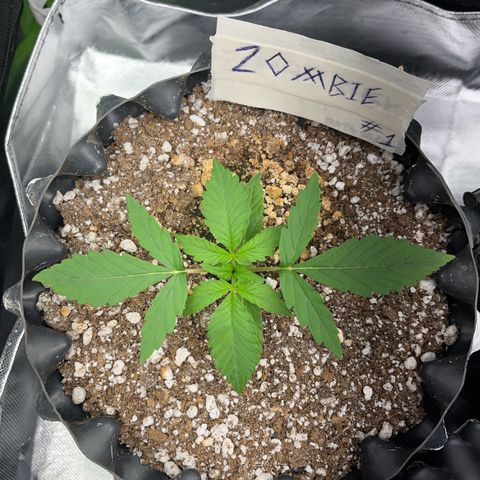 Zombie Kush growlog timeline photo