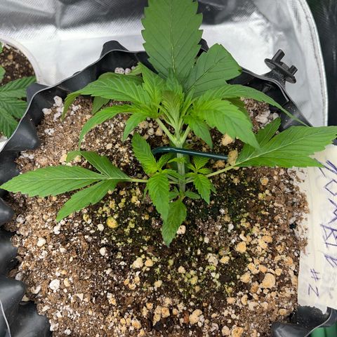 Zombie Kush growlog photo: Iniciando LST
