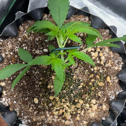 Zombie Kush growlog photo: Iniciando LST 