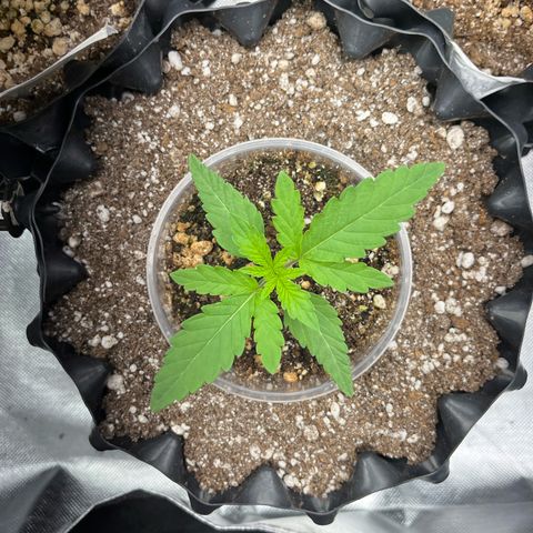 GMO growlog timeline photo