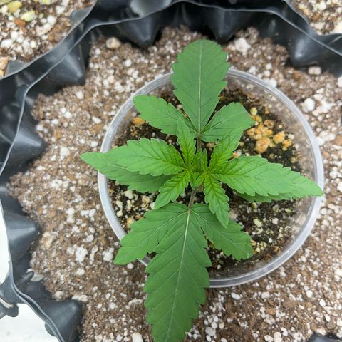 GMO growlog timeline photo