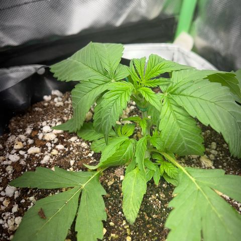 Zombie Kush growlog timeline photo