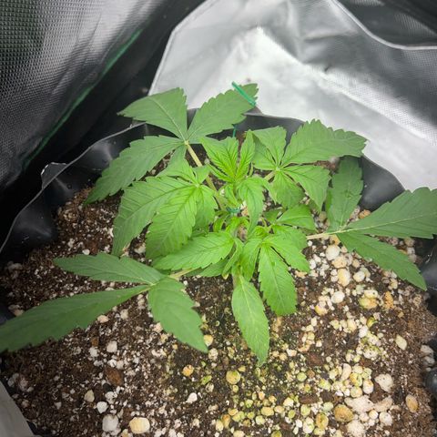 Zombie Kush growlog timeline photo