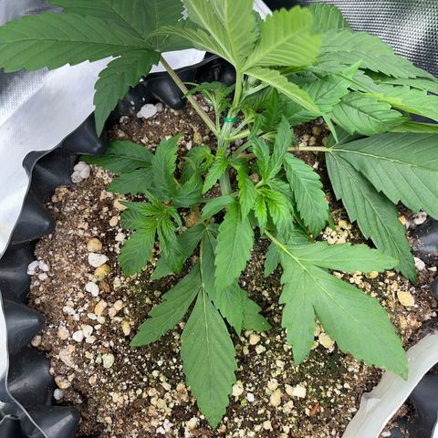 Zombie Kush growlog timeline photo