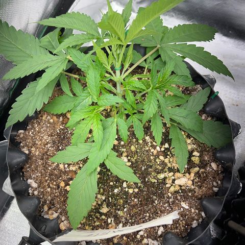 Zombie Kush growlog timeline photo