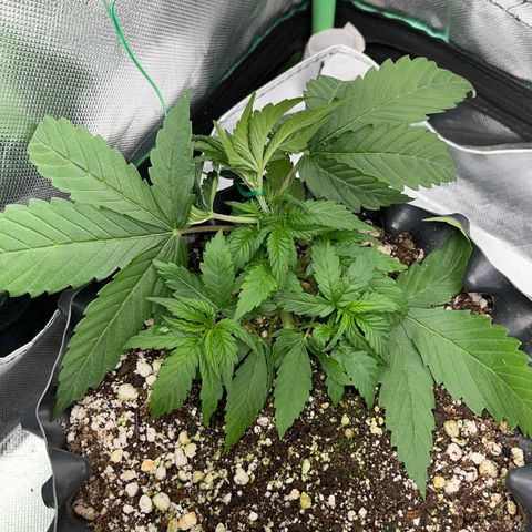 Zombie Kush growlog timeline photo