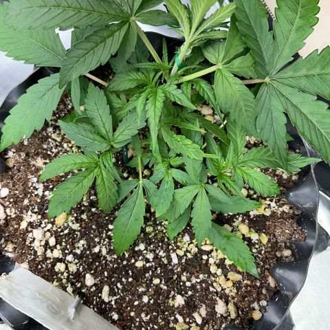 Zombie Kush growlog timeline photo