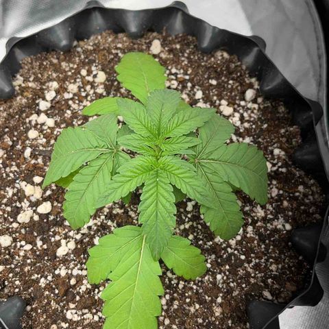 GMO growlog timeline photo