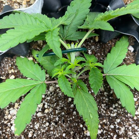 GMO growlog timeline photo
