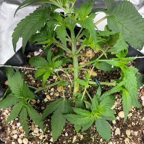 Zombie Kush growlog timeline photo