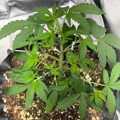 Zombie Kush growlog timeline photo