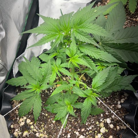 Zombie Kush growlog timeline photo