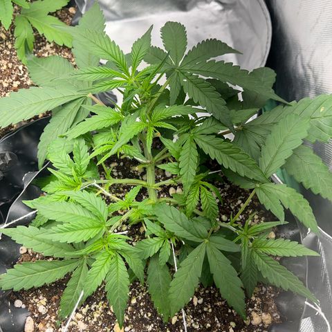 Zombie Kush growlog timeline photo