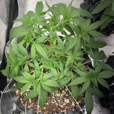 Zombie Kush growlog timeline photo