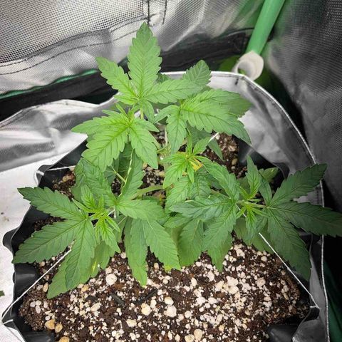 GMO growlog timeline photo