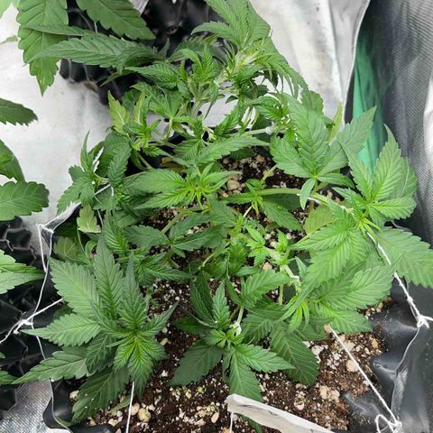 Zombie Kush growlog timeline photo