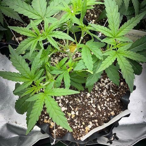 GMO growlog timeline photo