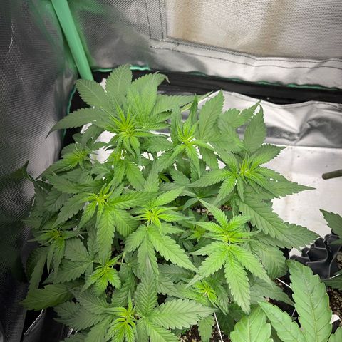 Zombie Kush growlog timeline photo