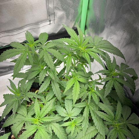 Zombie Kush growlog timeline photo
