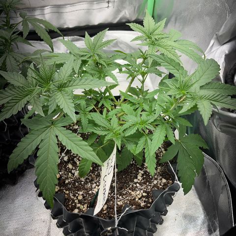 GMO growlog timeline photo