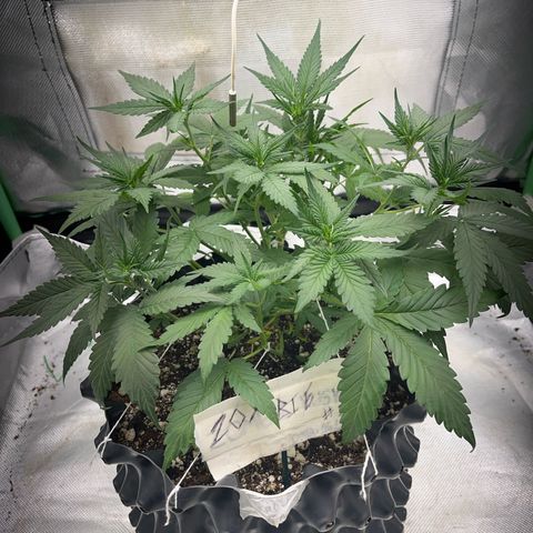 Zombie Kush growlog timeline photo