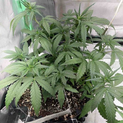 Zombie Kush growlog timeline photo