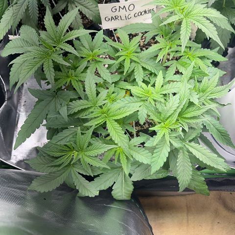 GMO growlog timeline photo