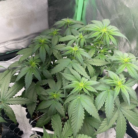 Zombie Kush growlog timeline photo