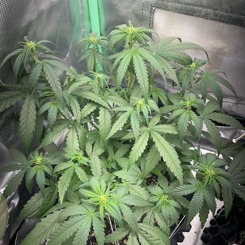 Zombie Kush growlog timeline photo