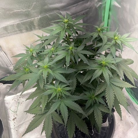 Zombie Kush growlog timeline photo